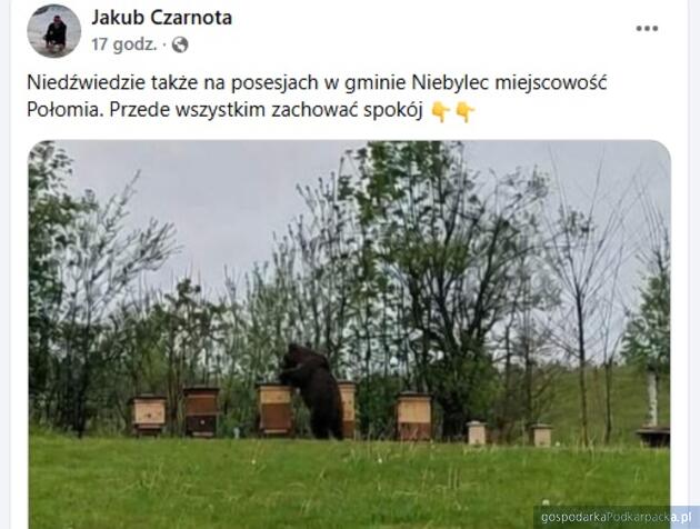 Niedźwiedź w Połomi w gminie Niebylec?