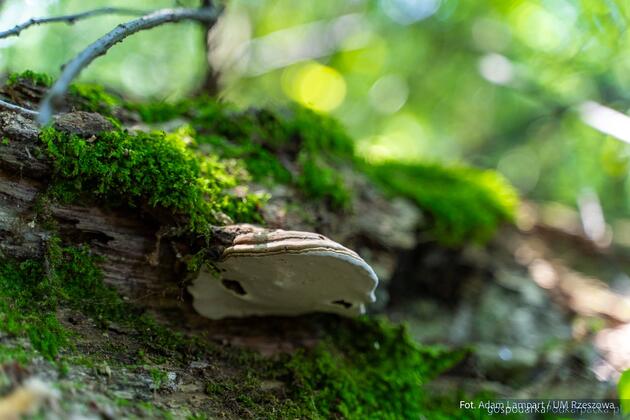 Fot. Adam Lampart/UMRz