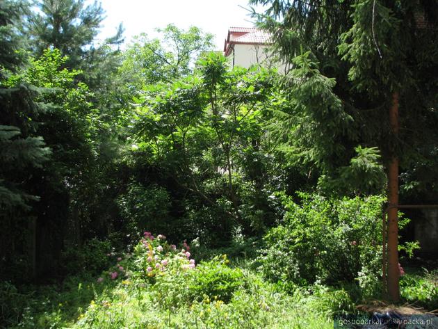 Rzeszów, teren zielony na tyłach ulicy Hetmańskiej. Fot. Adam Cyło